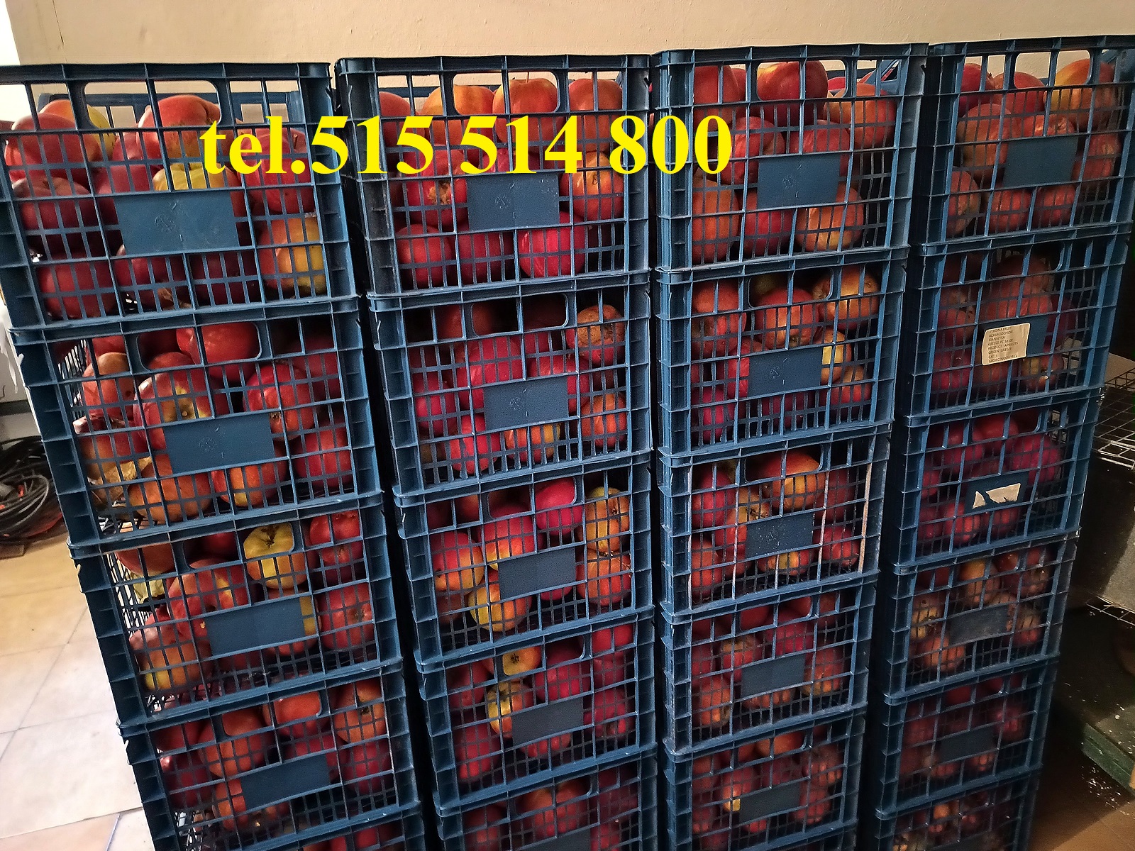 Jabłka deserowe Ligol